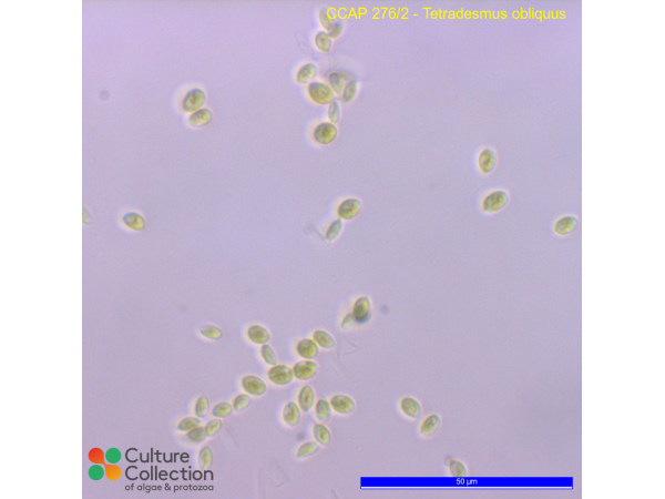 Tetradesmus obliquus