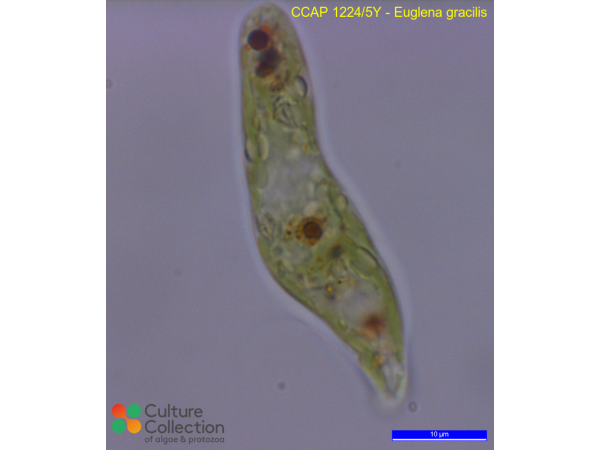 Euglena gracilis
