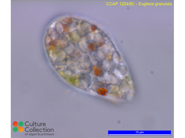 Euglena granulata