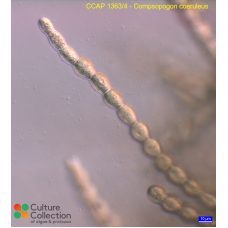 Compsopogon caeruleus