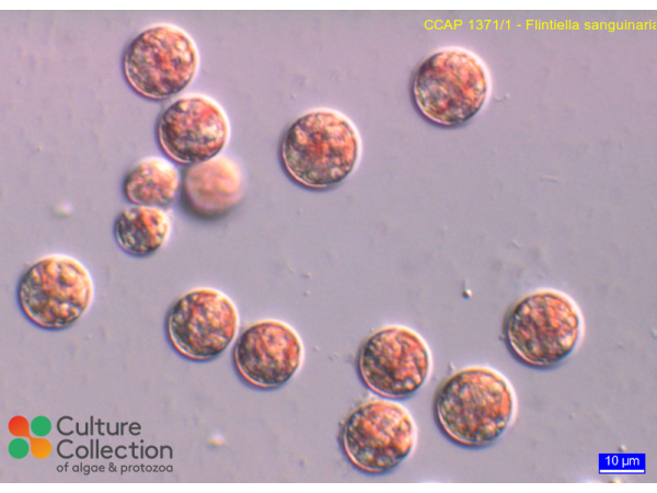 Flintiella sanguinaria