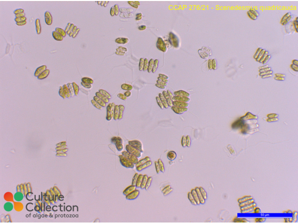 Scenedesmus quadricauda