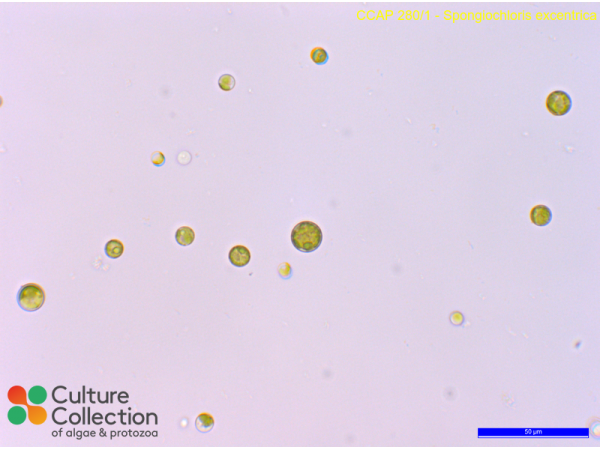 Spongiochloris excentrica