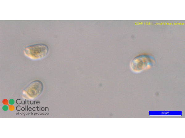 Amphidinium carterae