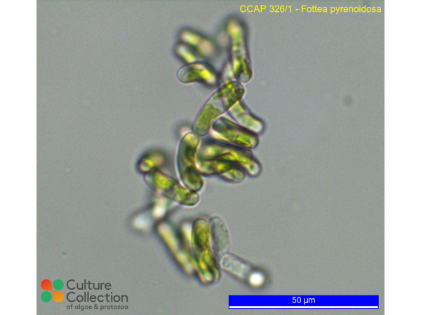 Fottea pyrenoidosa