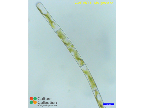 Mougeotia sp.