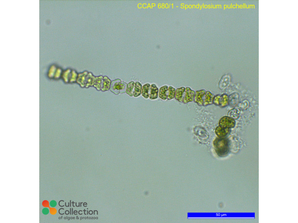 Spondylosium pulchellum