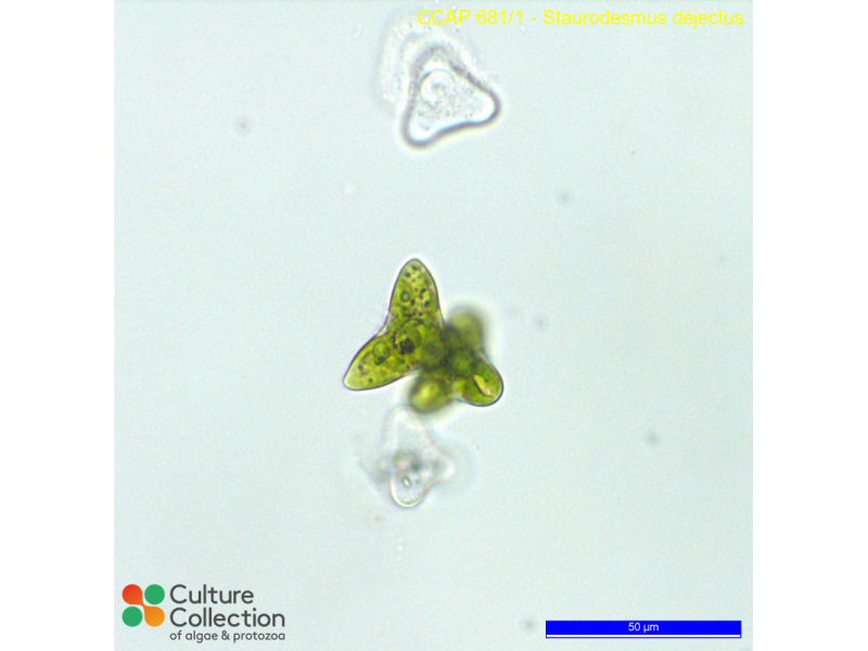 Staurodesmus dejectus