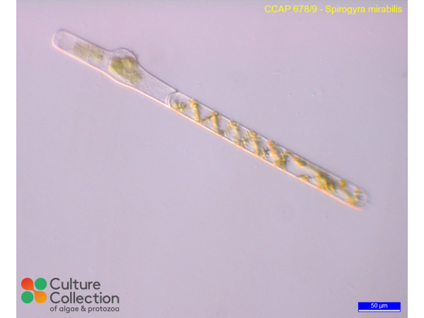 Spirogyra mirabilis