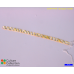 Spirogyra mirabilis