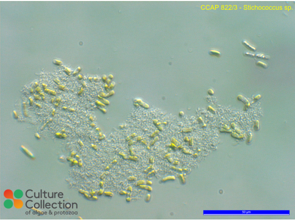 Stichococcus sp.