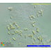 Stichococcus sp.