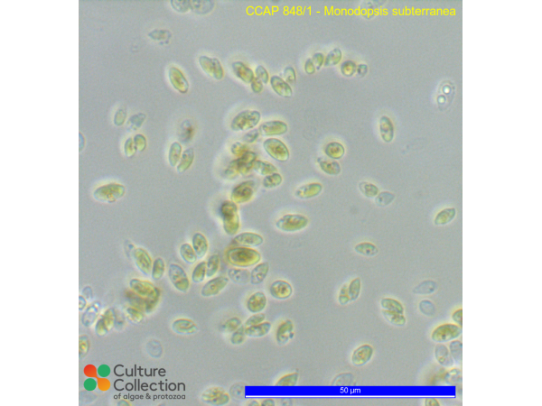 Monodopsis subterranea