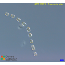 Thalassiosira rotula