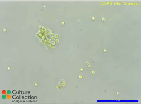 Chlorella sp.