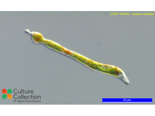 Euglena mutabilis