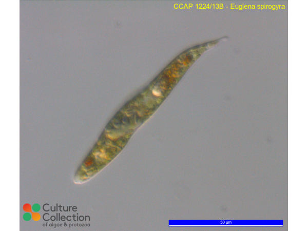 Euglena spirogyra