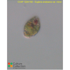 Euglenaria anabaena