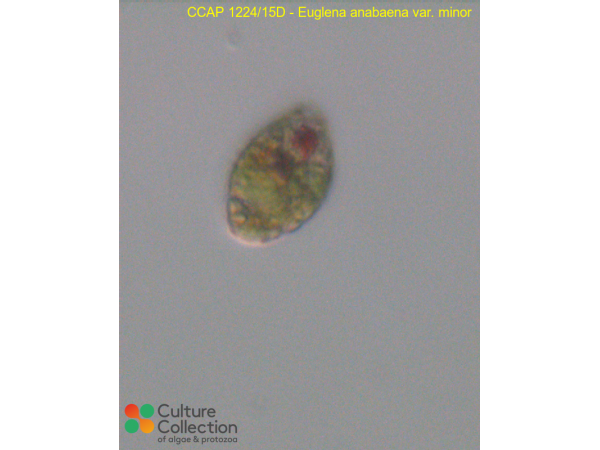 Euglenaria anabaena