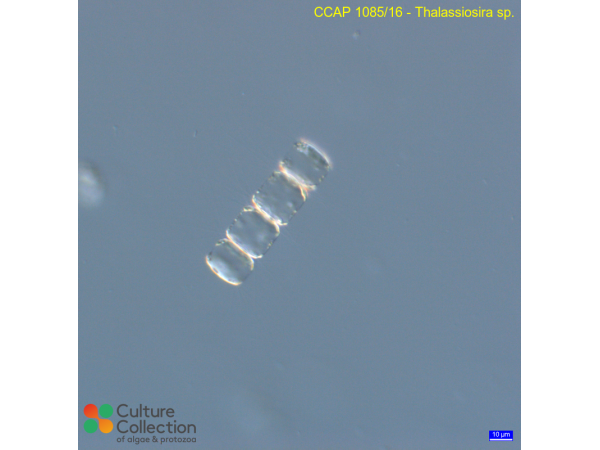 Thalassiosira sp. Thalassiosira sp.