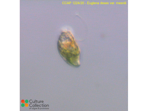 Euglena deses
