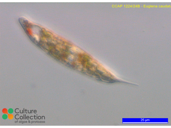 Euglena caudata