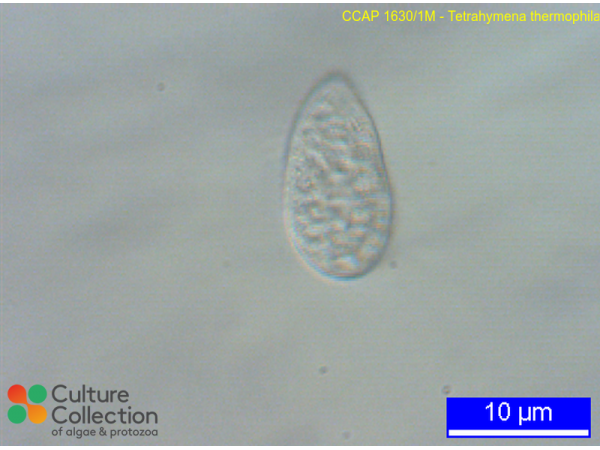 Tetrahymena thermophila