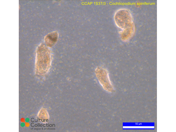 Cochliopodium spiniferum