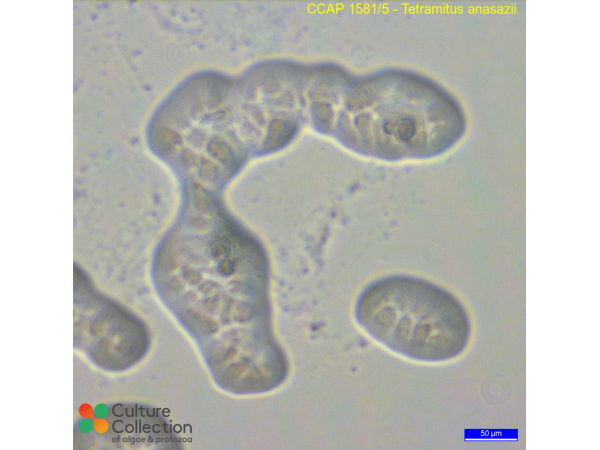 Tetramitus anasazii