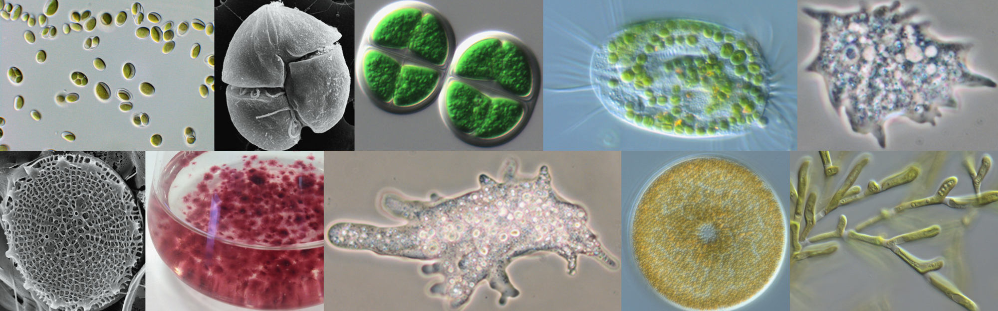 Over 2500 strains of algae, protozoa, cyanobacteria & small seaweeds