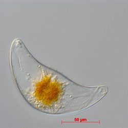 Pyrocystis lunula