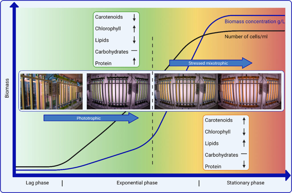 Graphical Abstract